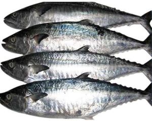 Fresh Surmai Fish