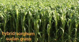 Sorghum Sudan Grass Seeds