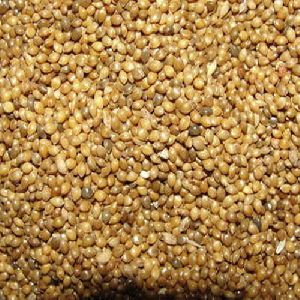 Millet Seeds