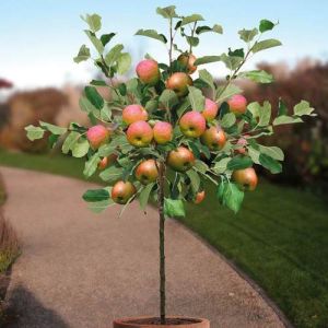 Apple Plant