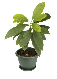 Avocado House Plant