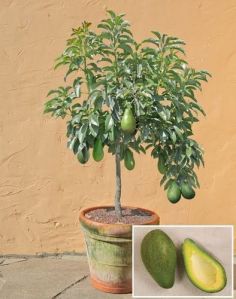 Avocado plant