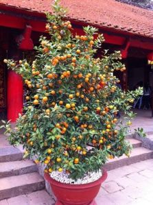 Golden Sweet Apricot Plant