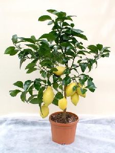 Lemon Plant