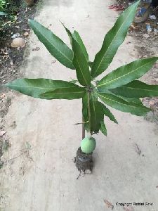 Mango Plant