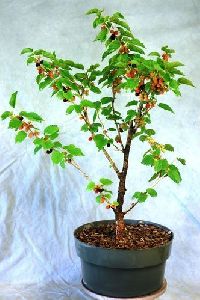 mulberry plant