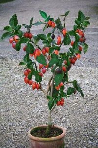 Tamarillo Plant