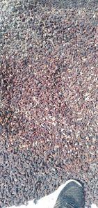 Neem Seeds