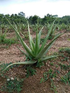 aloevera leaves