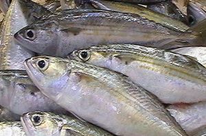 Indian Mackerel