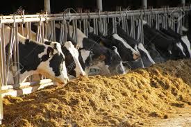 Cattle Feed