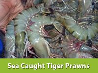 SEA CAUGHT TIGER PRAWNS