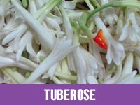 tuberose