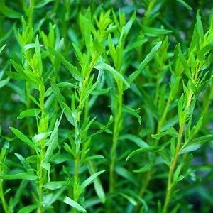 Tarragon Oil