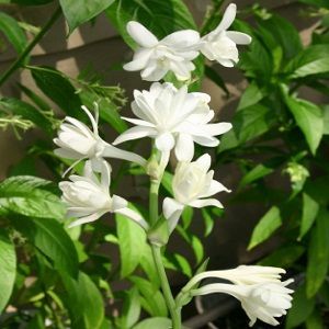 Tuberose Oil