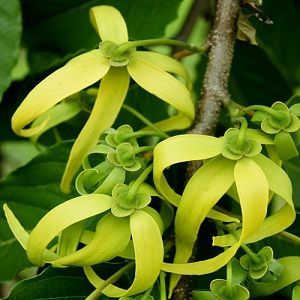 Ylang Ylang Oil