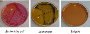 MICROBIOLOGICAL TESTING IN FOOD AND FOOD PRODUCTS