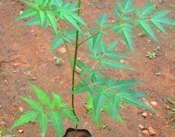 NEEM PLANTS