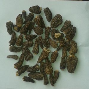 Morel Mushroom Dried CAP