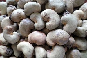 Raw Cashew Nut