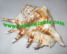 Blowing Conch Shell