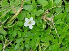 Bacopa Monnieri Extract or Moniera Councifolia