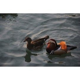 Wonderland Floating (Pair of two) Mandarin Ducks