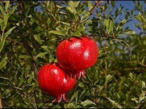 Fresh Pomegranates