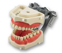 Typodont Teeth Set