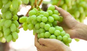 natural grapes