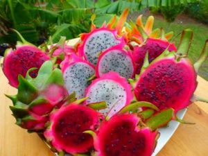 Pink Dragon Fruit Plant