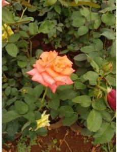 Pink Rose Plant