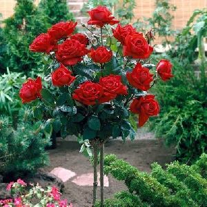 Red Rose Plant