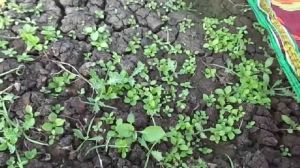 Stevia Baby Plant