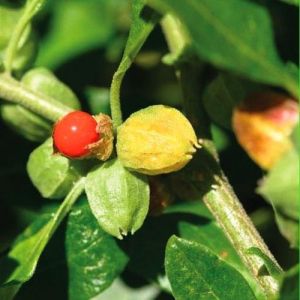 Withania Somnifera (Ashwagandha) Plant