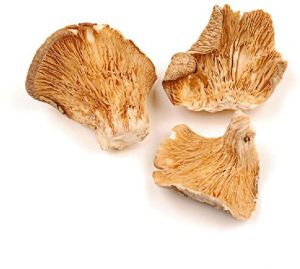 Dried Premium Oyster Mushroom