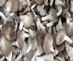 fresh grey oyster mushroom