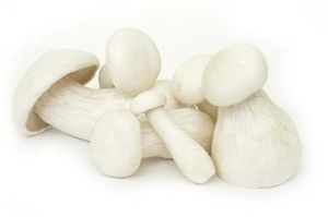 Fresh Milky Oyster Mushroom