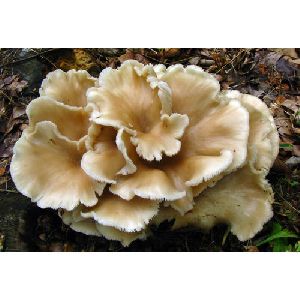 Natural Oyster Mushroom