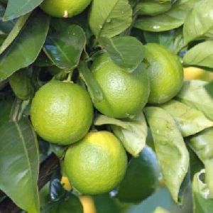 Sweet Lime Mosambi