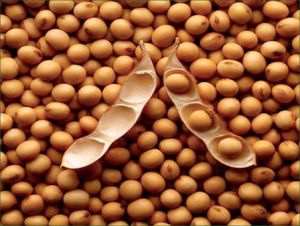 Natural Soybean Seeds