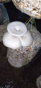 Florida Oyster Mushroom