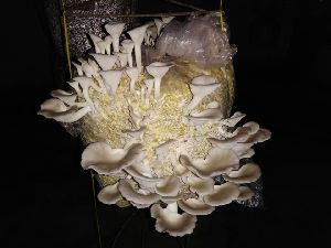 Oyster Mushroom ( Sajar Kaju )
