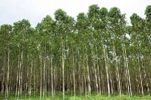 Eucalyptus clone plants