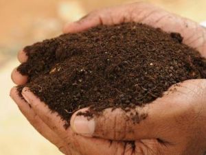 Vermicompost Organic Fertilizer