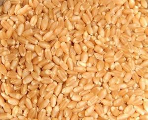 Sortex Clean Wheat