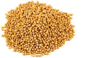 Yellow Mustard Seeds