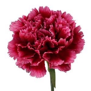 Organic Carnation Flower