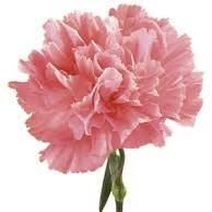 Pink Carnation Flower