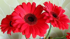 Red Gerbera Flower